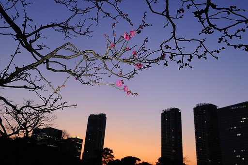 梅が咲いた、