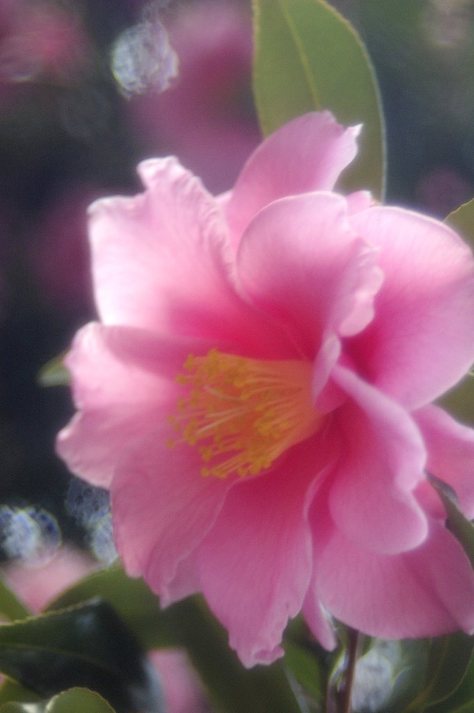 新年の花
