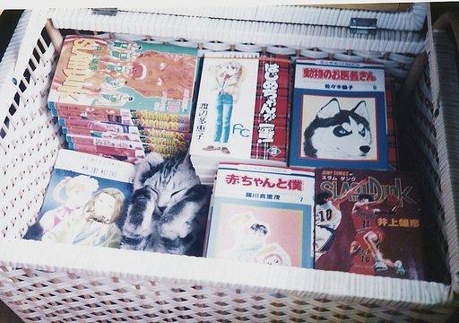【猫】imの思い出