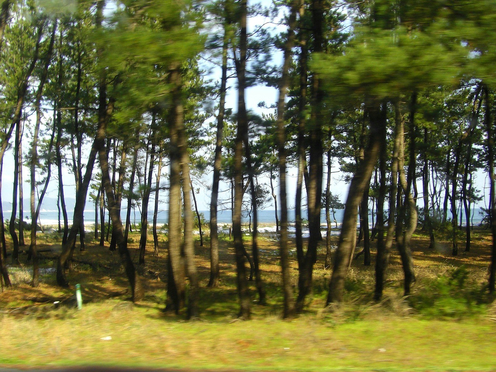 松林と海