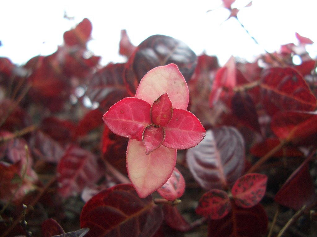 今時の紅葉（一）