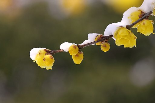ソシンロウバイ