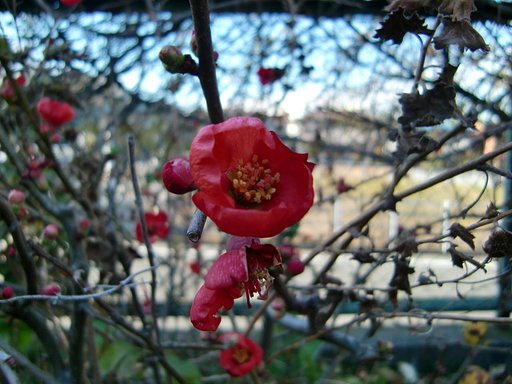 ボケの花