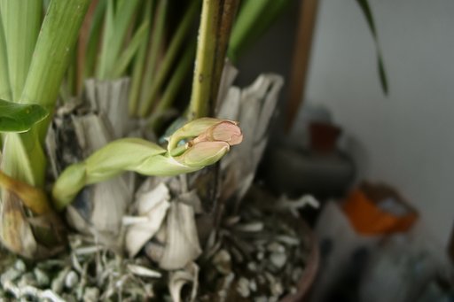じっと春を待つ、シンビジュームの花芽!