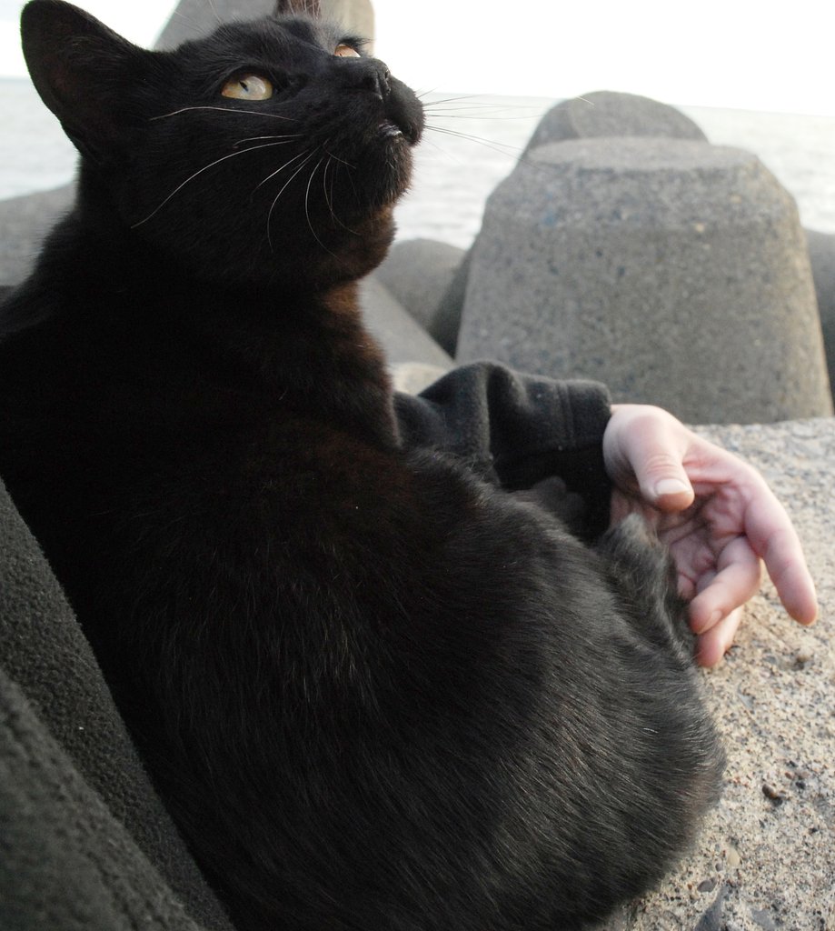 黒ひょー