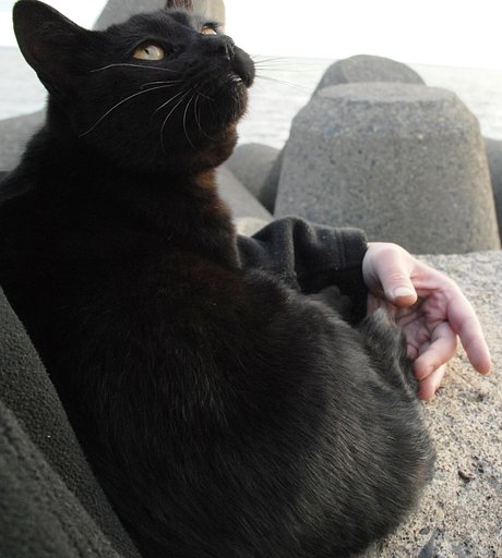 黒ひょー