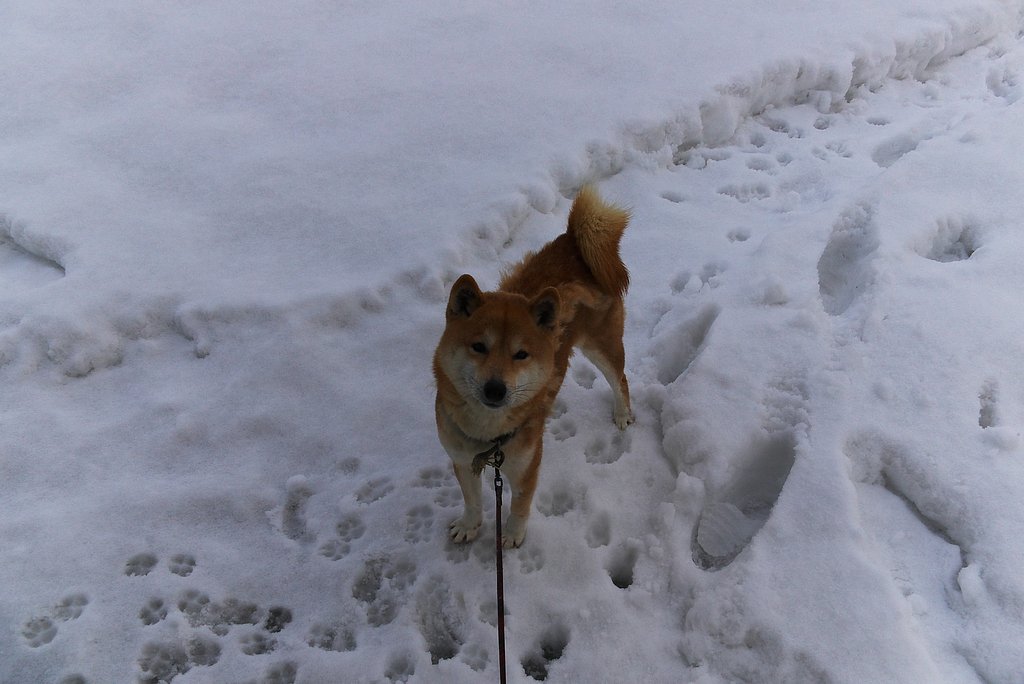 珍しく上を向いた。