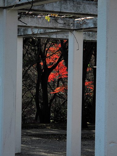 最後の紅葉