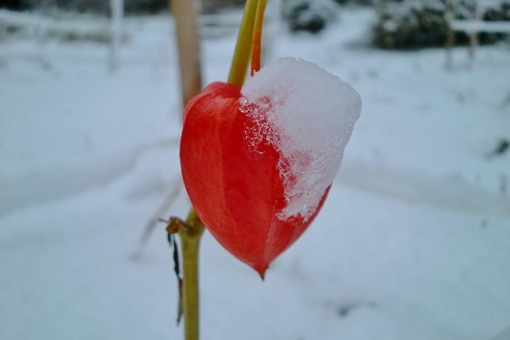 ホオズキに冠雪!