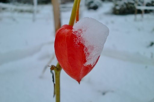 ホオズキに冠雪!