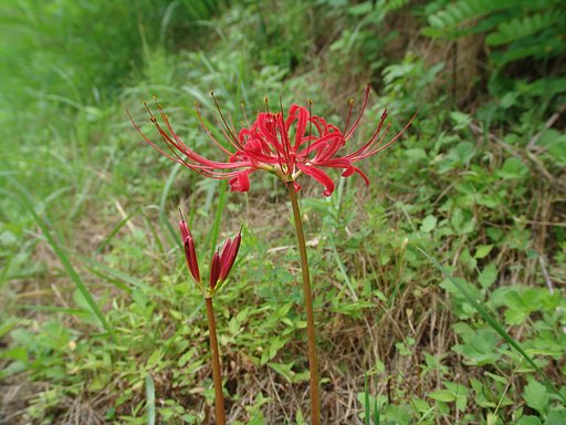 Lycoris radiata Herbert