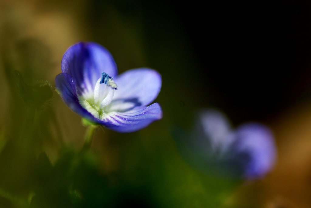 Veronica persica