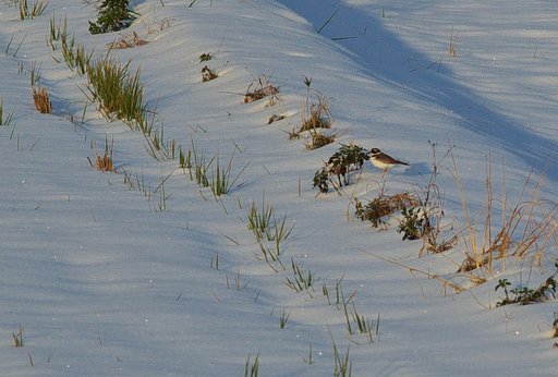 シロチドリが雪の解けかかった田んぼに!