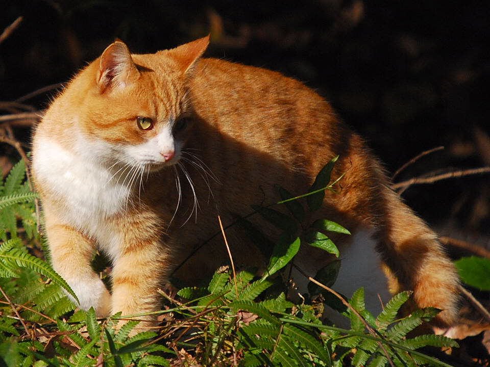ときには獅子の如く【猫】