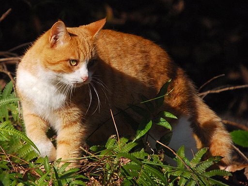 ときには獅子の如く【猫】