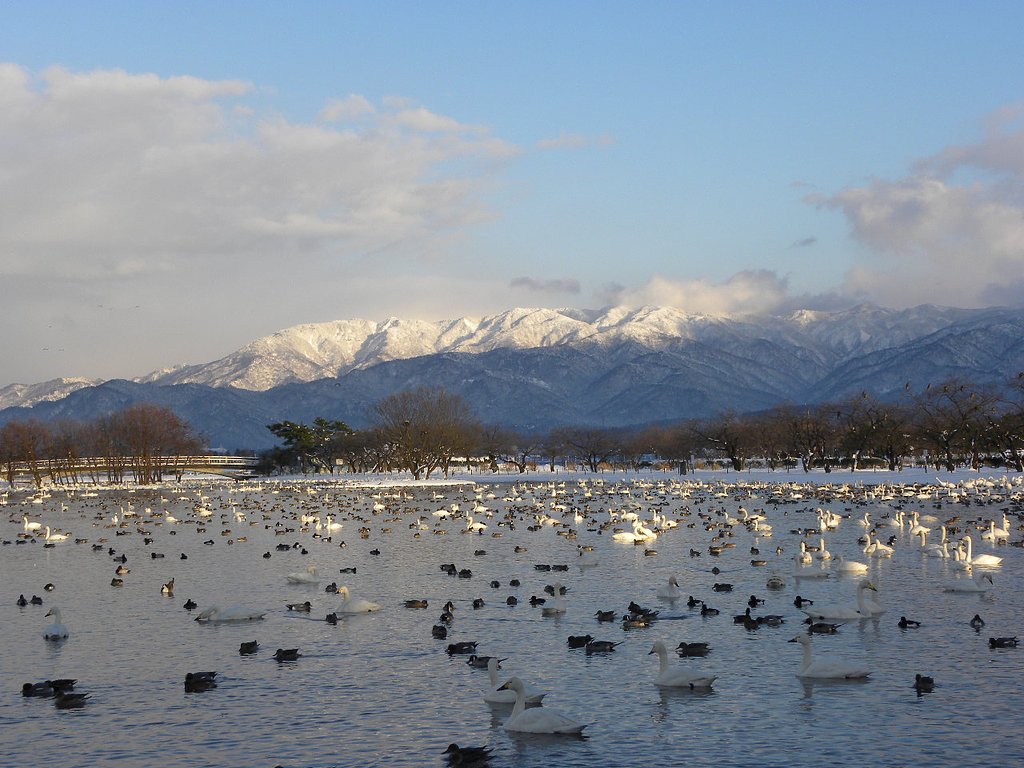 白鳥の湖
