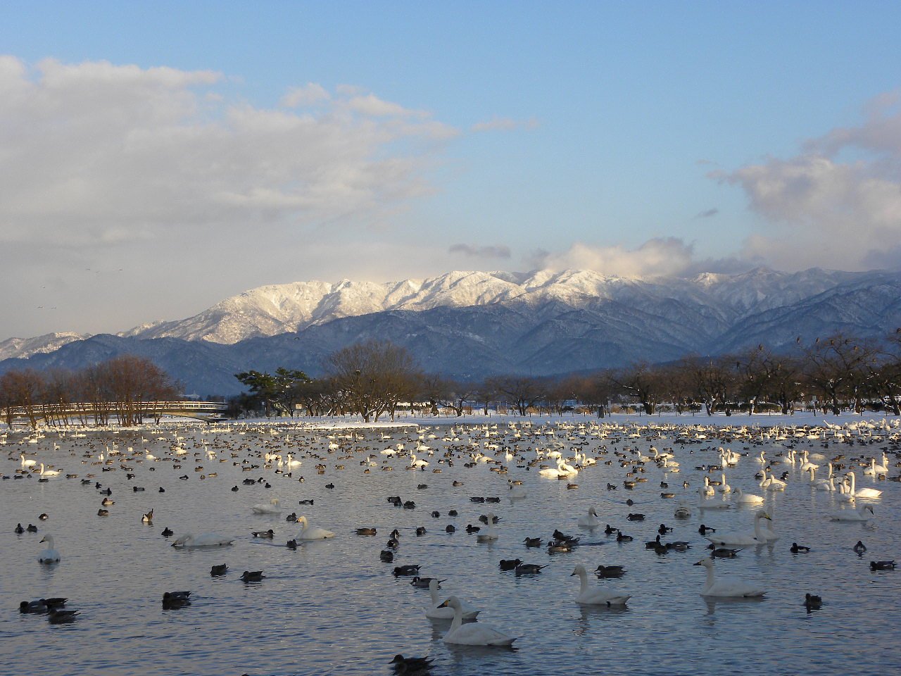 白鳥の湖