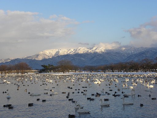 白鳥の湖