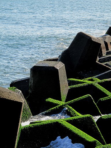 岩海苔