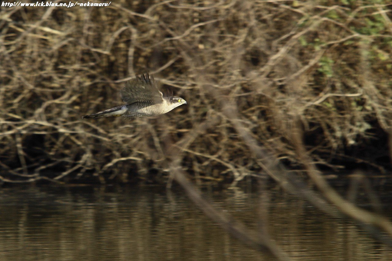 成鳥・・・飛ぶ。