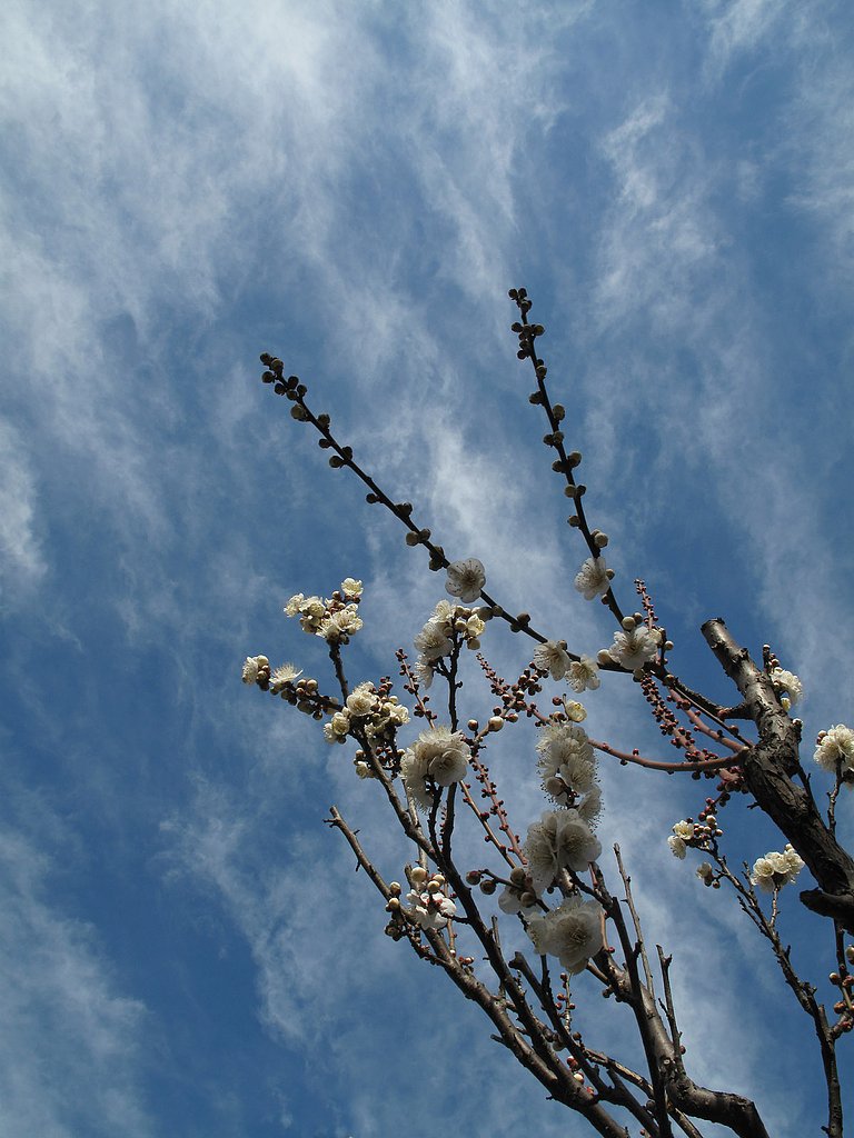 白梅と青空