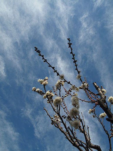 白梅と青空