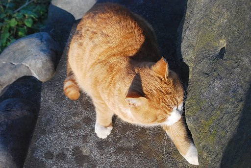 この辺に落ちてるかにゃ？【猫】