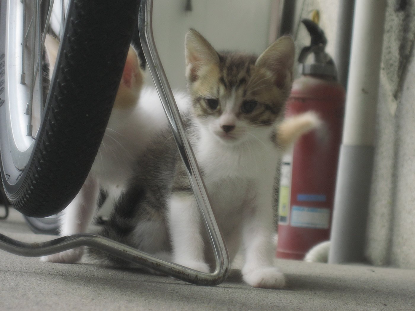 【猫】野良子猫デビュー