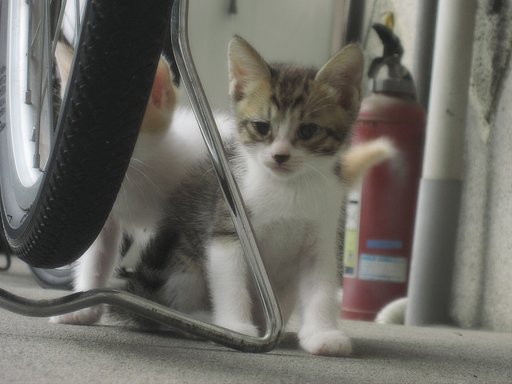 【猫】野良子猫デビュー