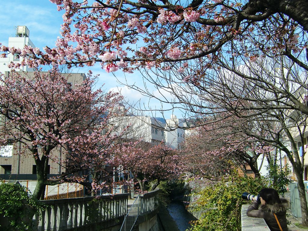 糸川沿いの‘あたみ桜’