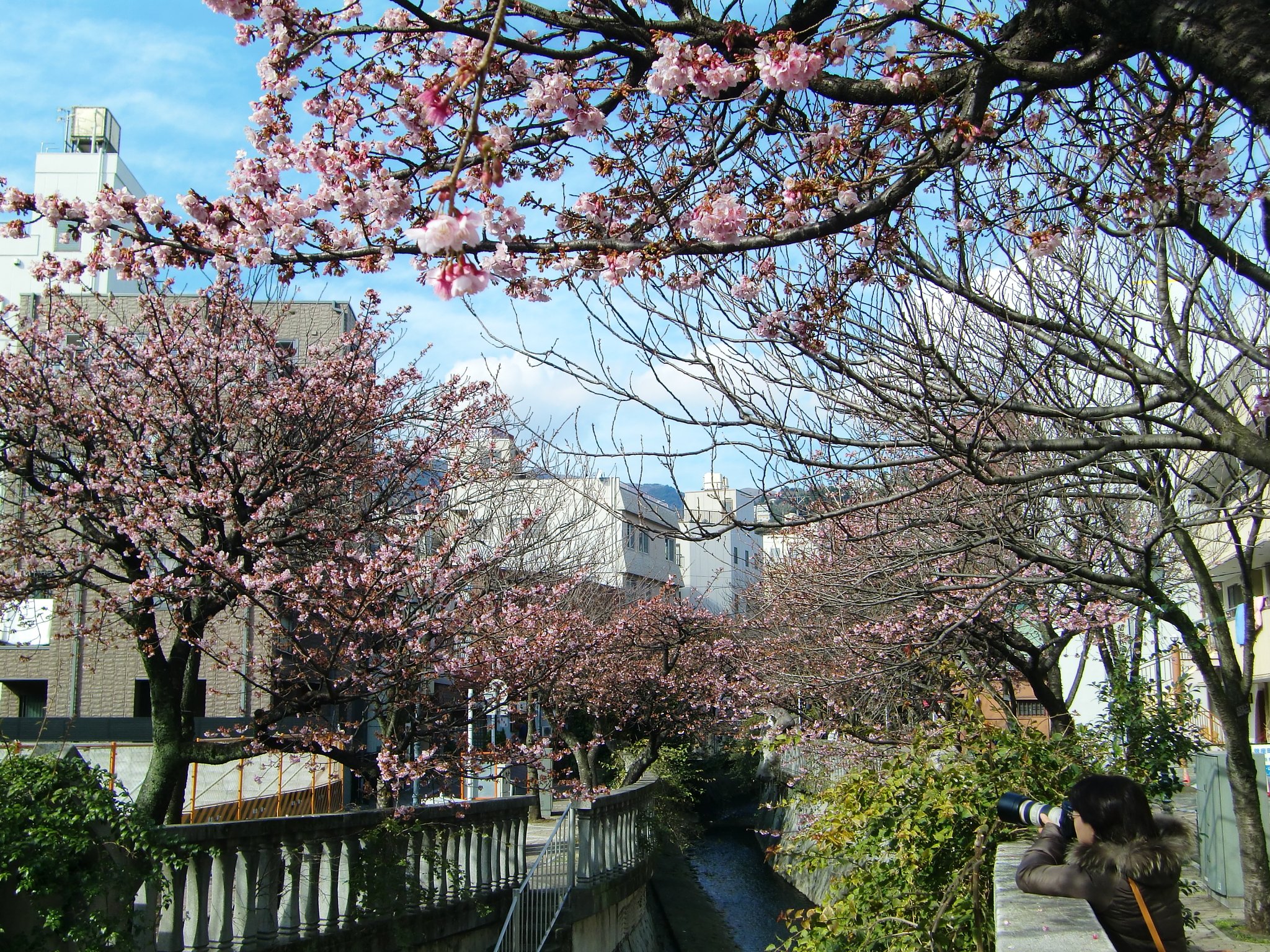 糸川沿いの‘あたみ桜’