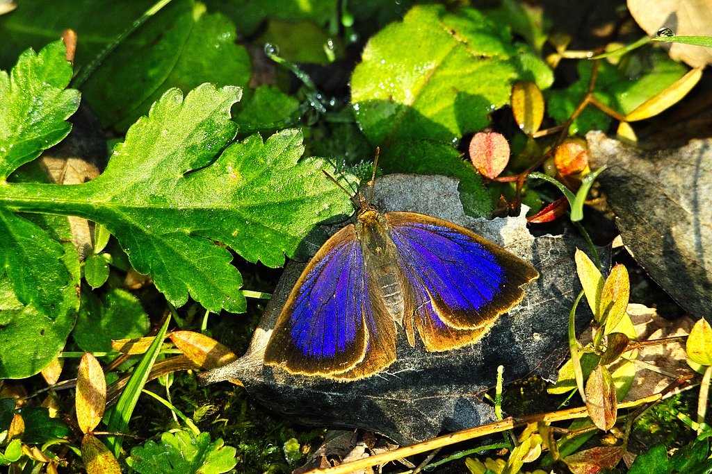 ムラサキシジミ