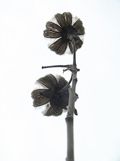 『枯れ尾花』