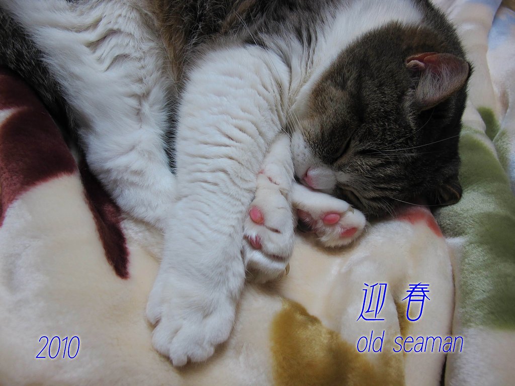 迎春