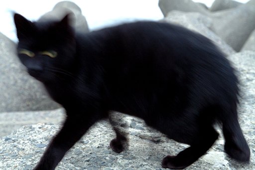 【猫】笑うKATZ