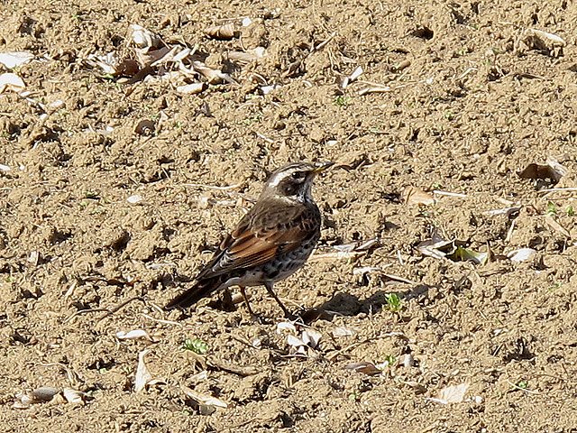 モズ
