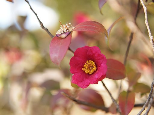 【あした】咲く花あらば
