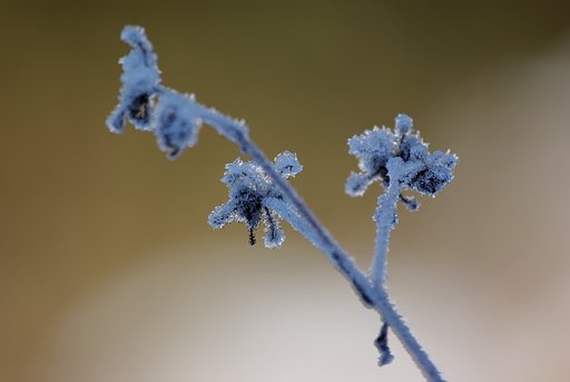 霜の花