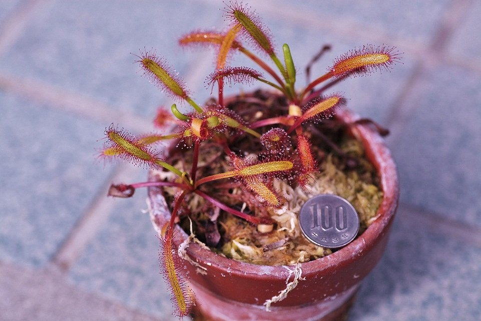 食虫植物