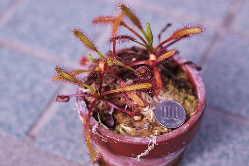 食虫植物