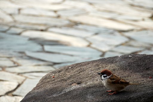 公園のすずめ