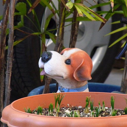 【あした】発芽