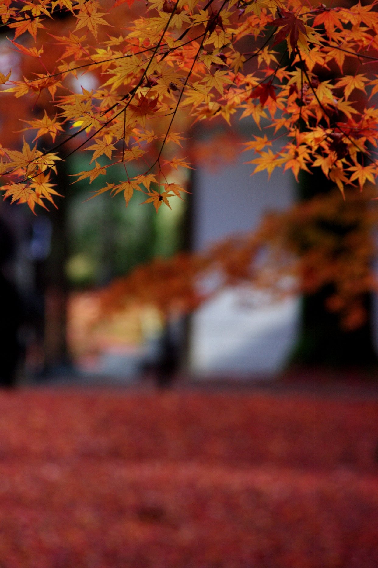 紅葉の絨毯