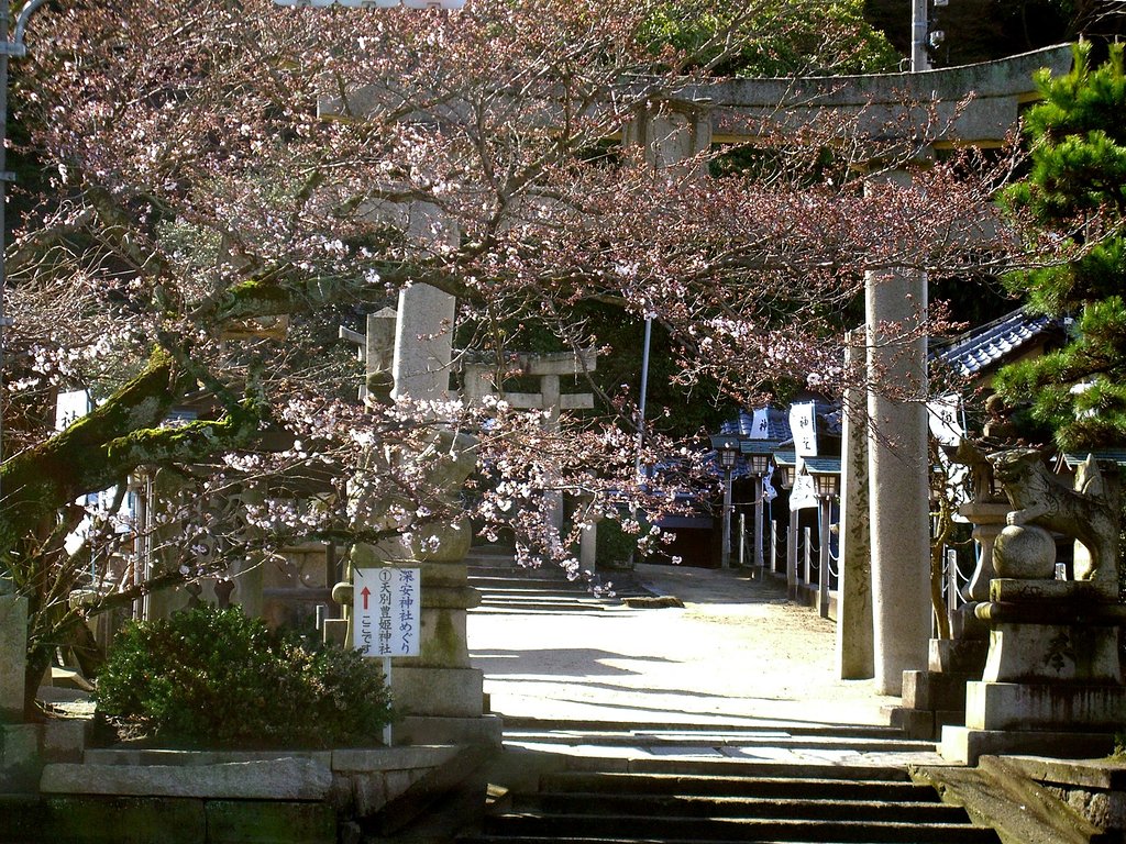 サクラ