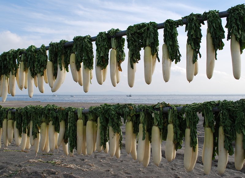 三浦大根干し