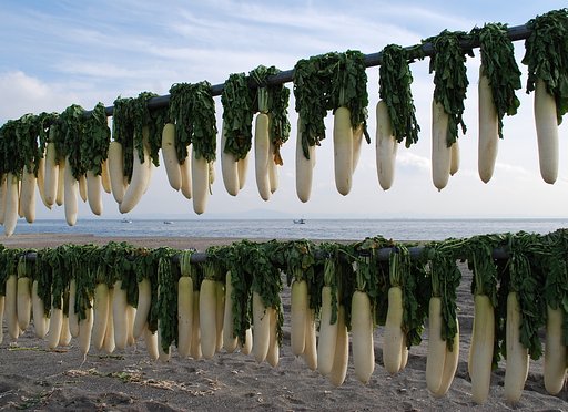 三浦大根干し