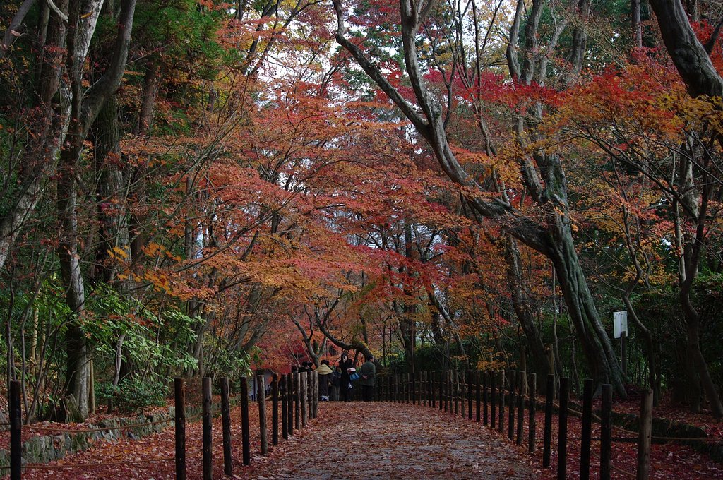 紅葉回廊
