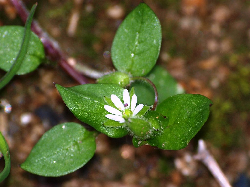 小さな野草の花