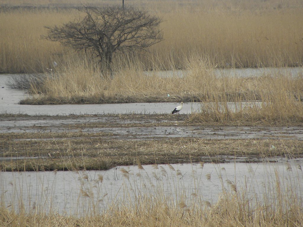 コウノトリ　in 福島潟