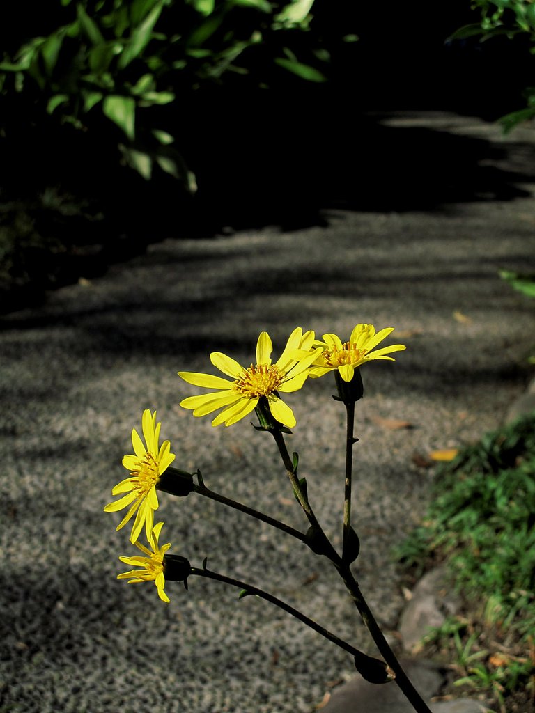 つわぶきの花